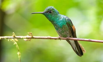 Stripe-tailed Hummingbird (male) - image #470407 gratis
